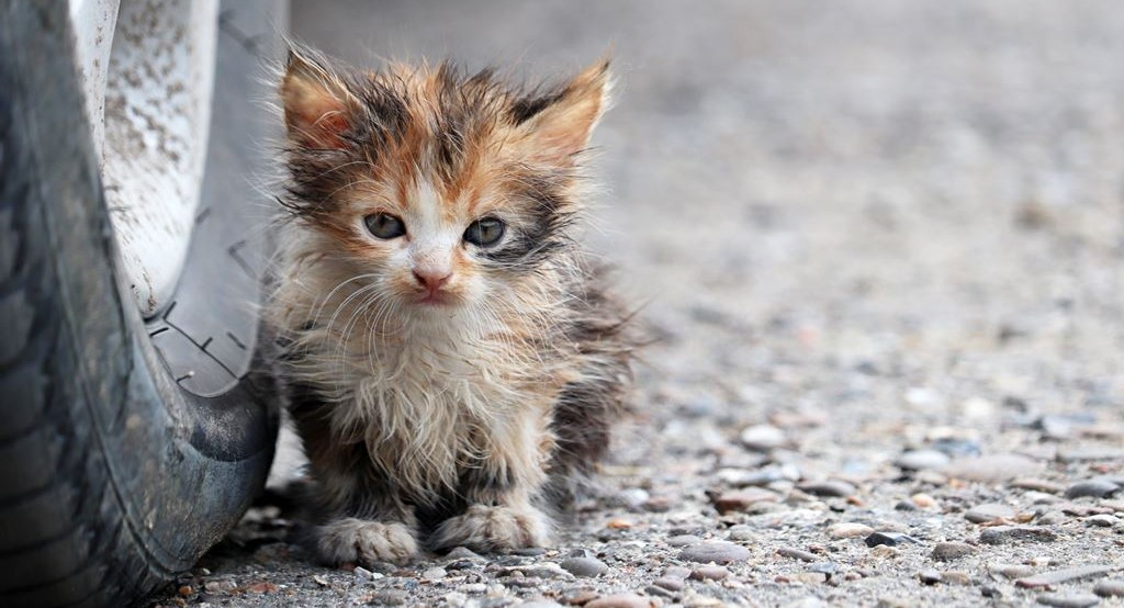 飼い主とはぐれた子猫